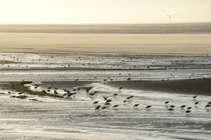 Baie a marÈe basse<br>NIKON D4, 200 mm, 720 ISO,  1/2500 sec,  f : 9 